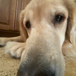 Meet your Posher, Devon